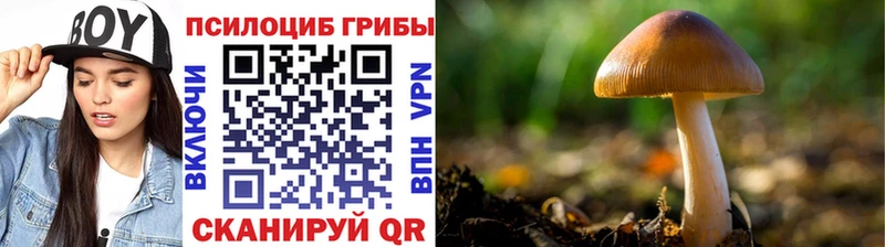 как найти закладки  Опочка  Галлюциногенные грибы Psilocybine cubensis 